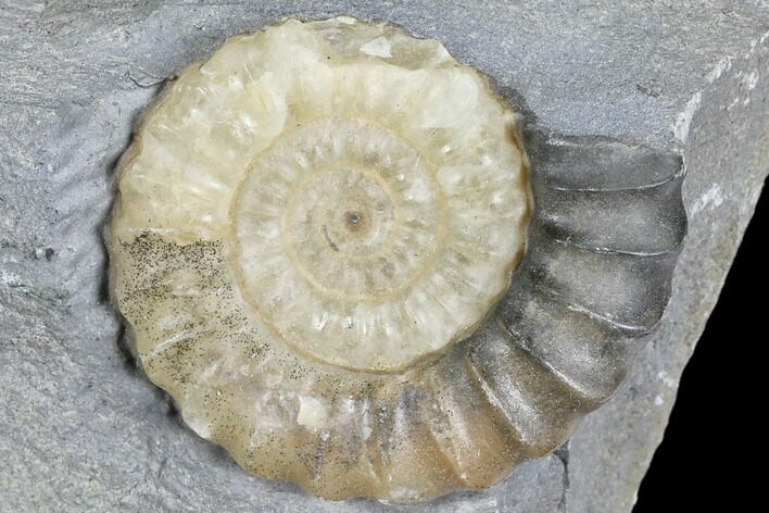 Ammonite (Promicroceras) Fossil - Lyme Regis #103021